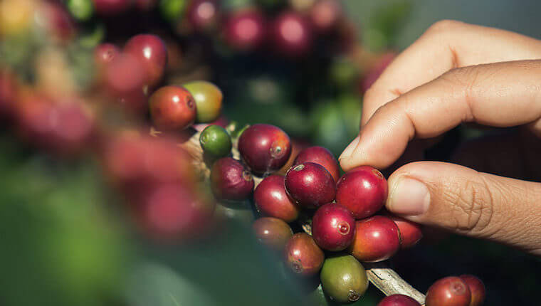 The Environmental Impact of Coffee Farming and What You Can Do